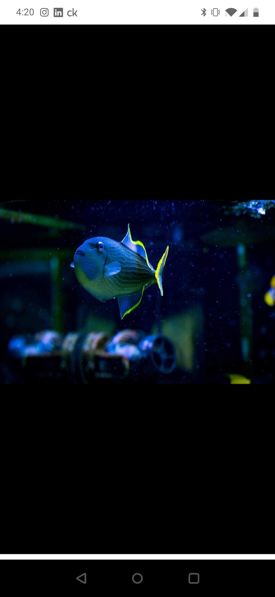 Fish